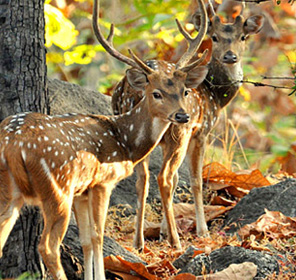 Pench-national-park
